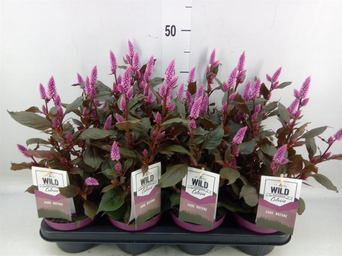 <h4>Celosia spic. 'Wild Pink'</h4>