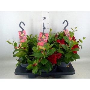 Mandevilla sand. 'Bella Red'