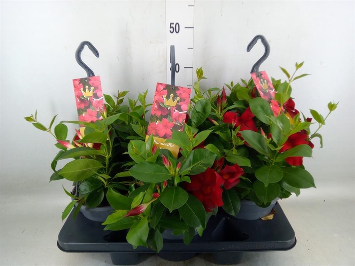 <h4>Mandevilla sand. 'Bella Red'</h4>