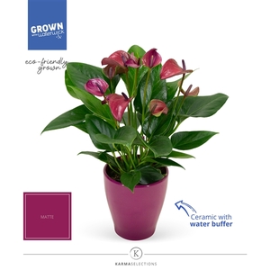 Anthurium - KARMA Purple | Carolina Purle | Waterreservoir