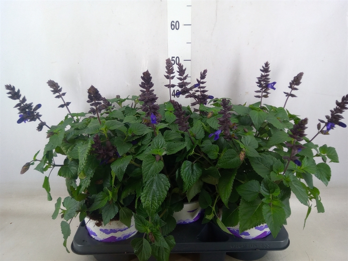 <h4>Salvia  'Salgoon Lake Blueberry'</h4>