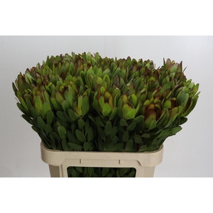 LEUCAD SAF GOLDSTRIK