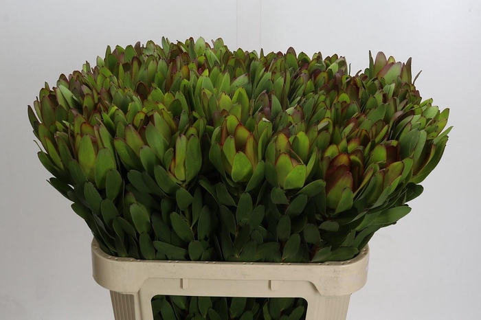 <h4>LEUCAD SAF GOLDSTRIK</h4>