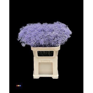 GYPS MILLION KLB LIGHT- MILKA