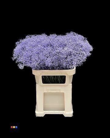 <h4>GYPS MILLION KLB LIGHT- MILKA</h4>