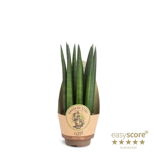SANSEVIERIA CYLINDRICA