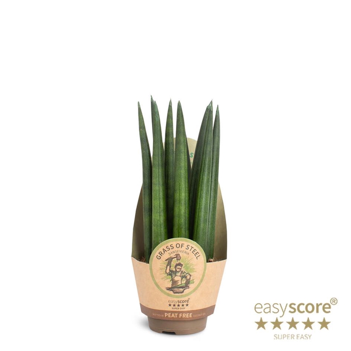 SANSEVIERIA CYLINDRICA