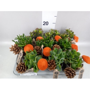 Crassula   ...mix