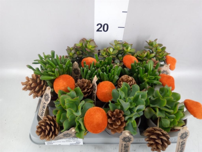 <h4>Crassula   ...mix</h4>