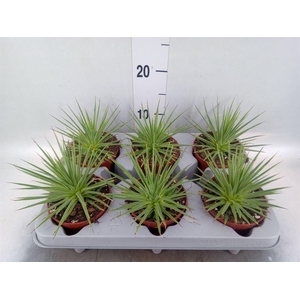 Agave stricta 'Nana'
