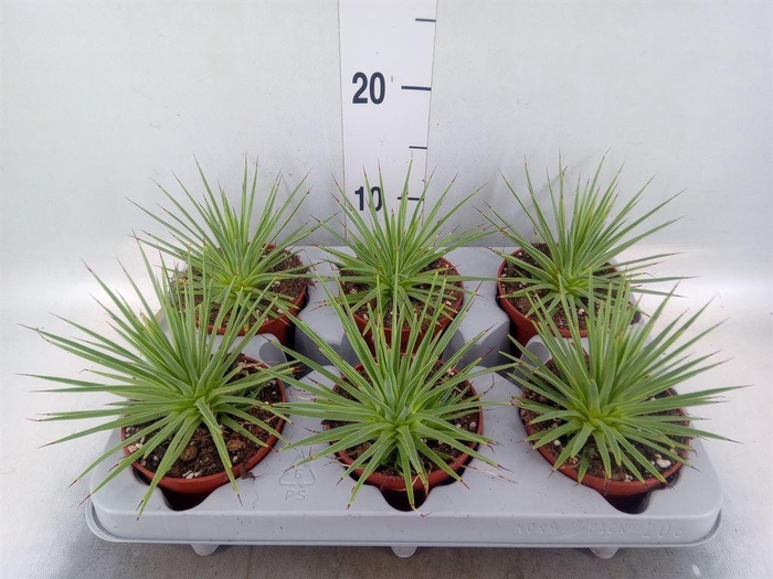 <h4>Agave stricta 'Nana'</h4>