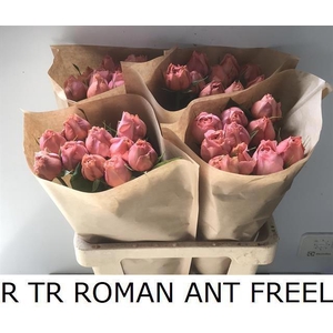 R TR ROMAN ANT FREEL