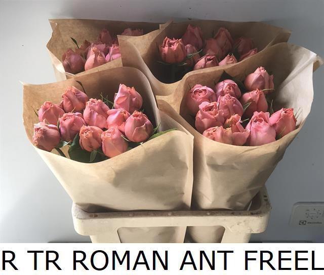 <h4>R TR ROMAN ANT FREEL</h4>