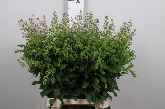 <h4>Spiraea Sal Pink Inn</h4>