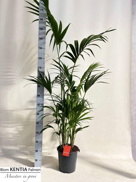 <h4>HOWEA FORSTERIANA</h4>