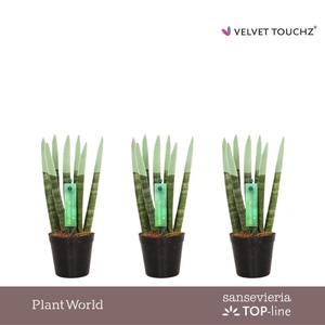 Sansevieria VELVET TOUCHZ® Pastel Groen