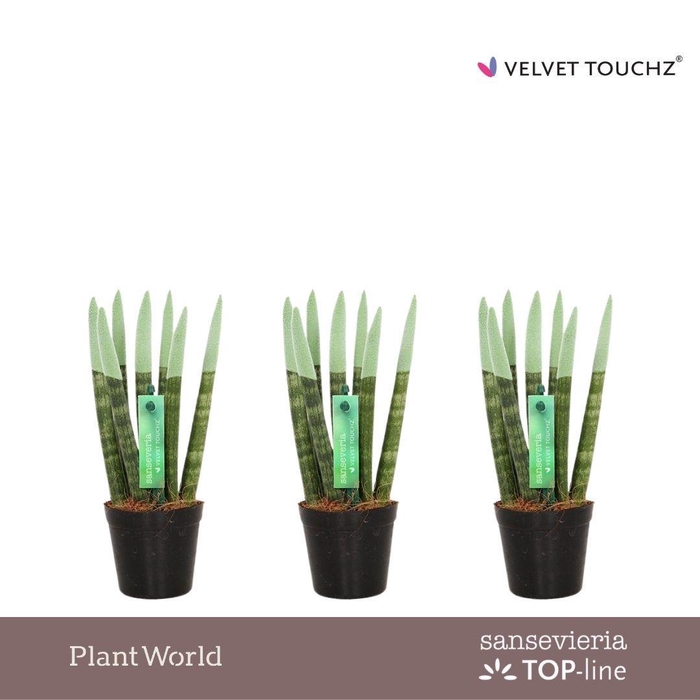 <h4>Sansevieria VELVET TOUCHZ® Pastel Groen</h4>