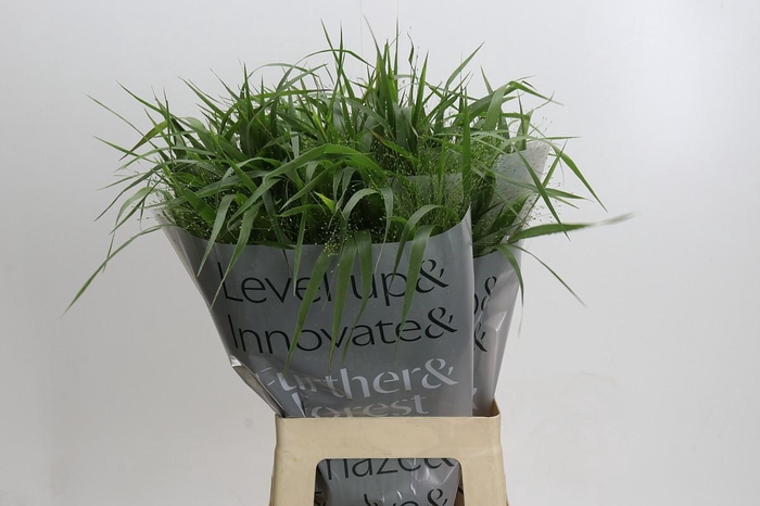 <h4>Panicum Fountain</h4>