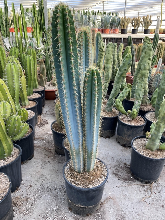 <h4>CACTUS OV</h4>