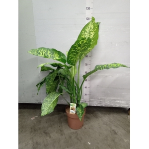 Dieffenbachia seg.   ...