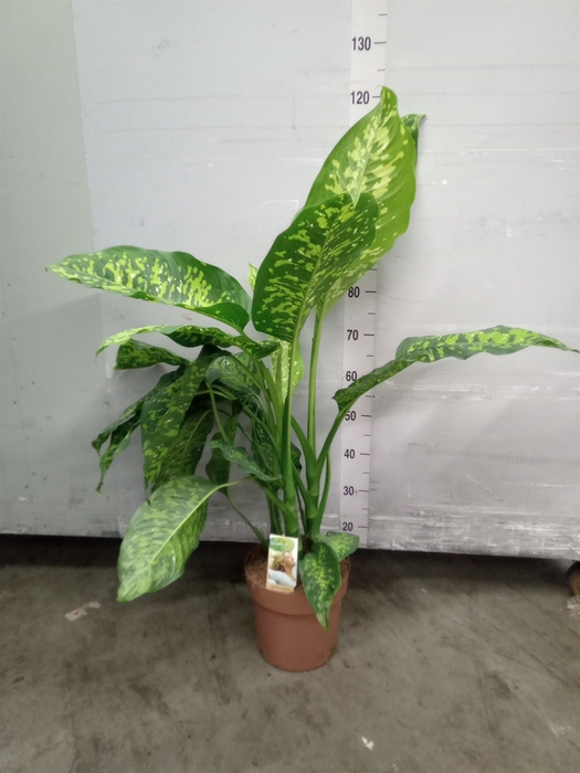 Dieffenbachia seg.   ...