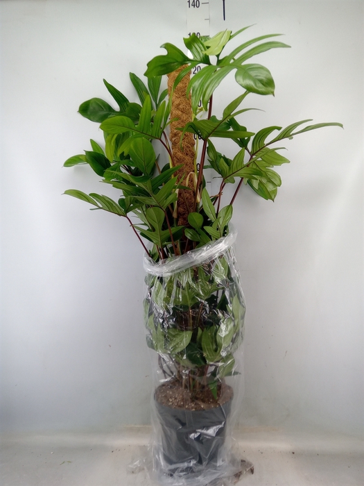 <h4>Philodendron pedatum</h4>