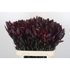 Leucadendron Saf Sunset Dark R.