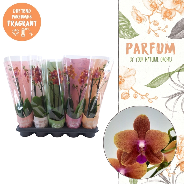 <h4>Parfum | Bolgheri | 2 spike in Flower Symphony hoes</h4>