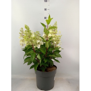 Hydrangea pan.