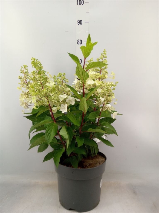 <h4>Hydrangea pan.</h4>