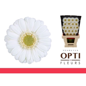 Germini Albino Diamond