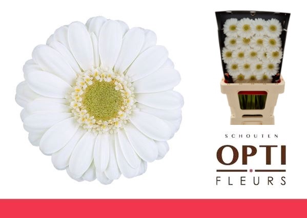 <h4>Germini Albino Diamond</h4>