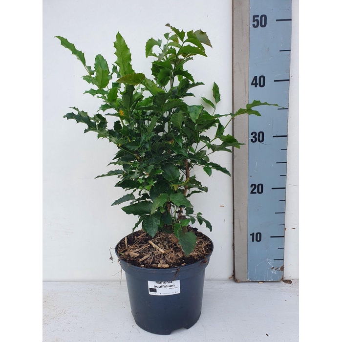 <h4>Mahonia Aquifolium</h4>