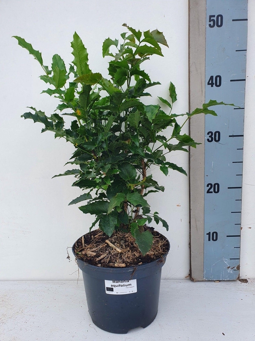 <h4>Mahonia Aquifolium</h4>