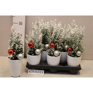 Chamaecyparis law. Ellwoodii 9Ø 30cm