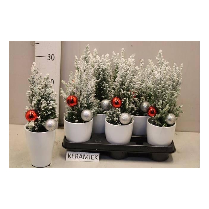 <h4>Chamaecyparis law. Ellwoodii 9Ø 30cm</h4>