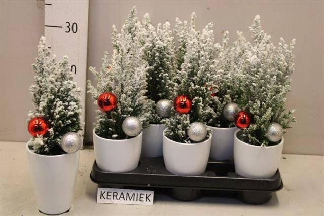 Chamaecyparis law. Ellwoodii 9Ø 30cm