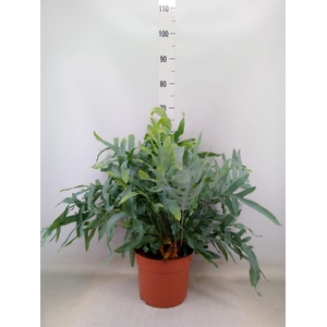 Phlebodium aureum 'Blue Star'