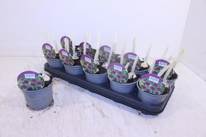 <h4>ALLI OSTARA</h4>