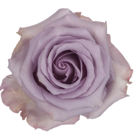 <h4>R Gr Ocean Song Lilac 40cm EC</h4>