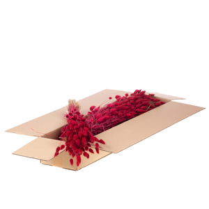 Lagurus Ovatus Sb Red