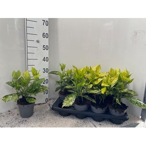 AUCUBA J VARIEGATA