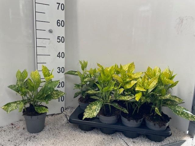 <h4>AUCUBA J VARIEGATA</h4>