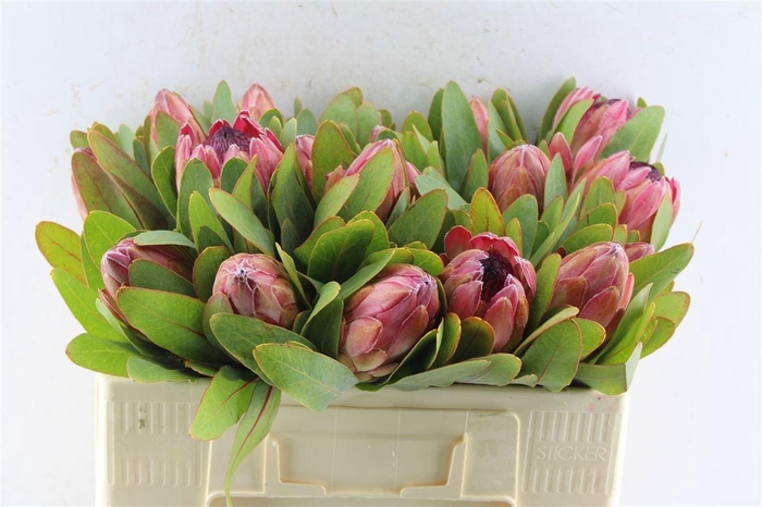 <h4>PROTEA SYLVIA</h4>