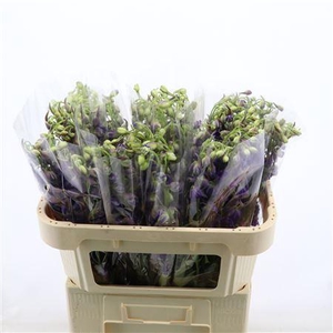 Delphinium Enkel Deldonna Purple