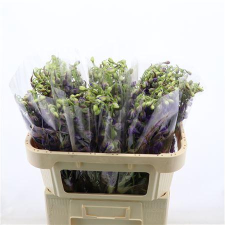 <h4>Delphinium Enkel Deldonna Purple</h4>