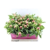 Paeonia L Flame