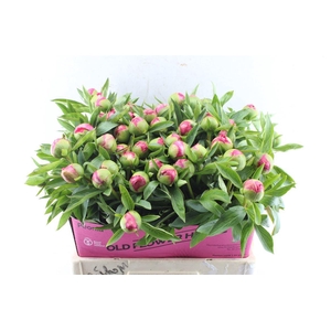 Paeonia L Flame