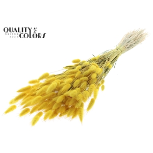 Lagurus per bunch Yellow