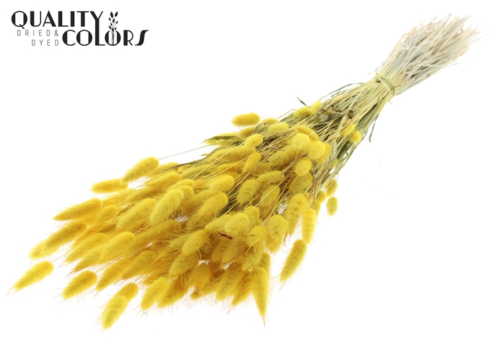 <h4>Lagurus per bunch Yellow</h4>